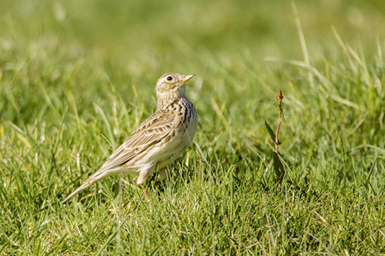 Skylarks